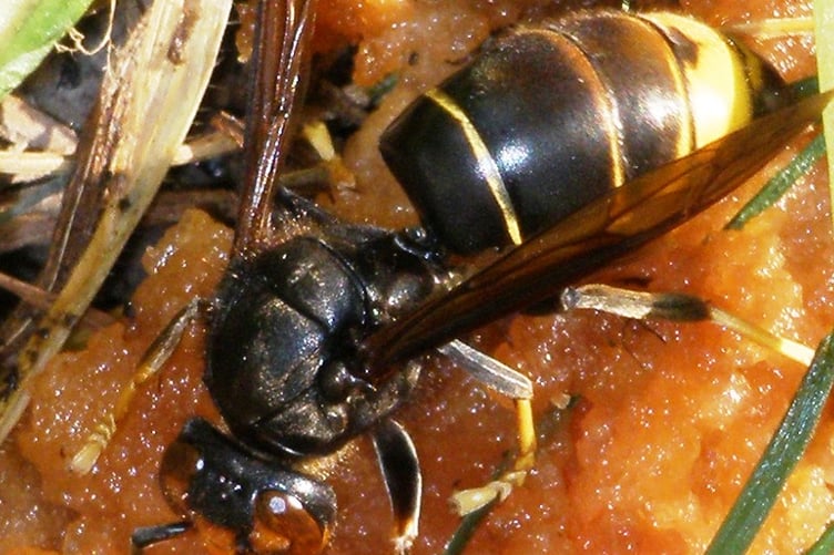 Asian hornets