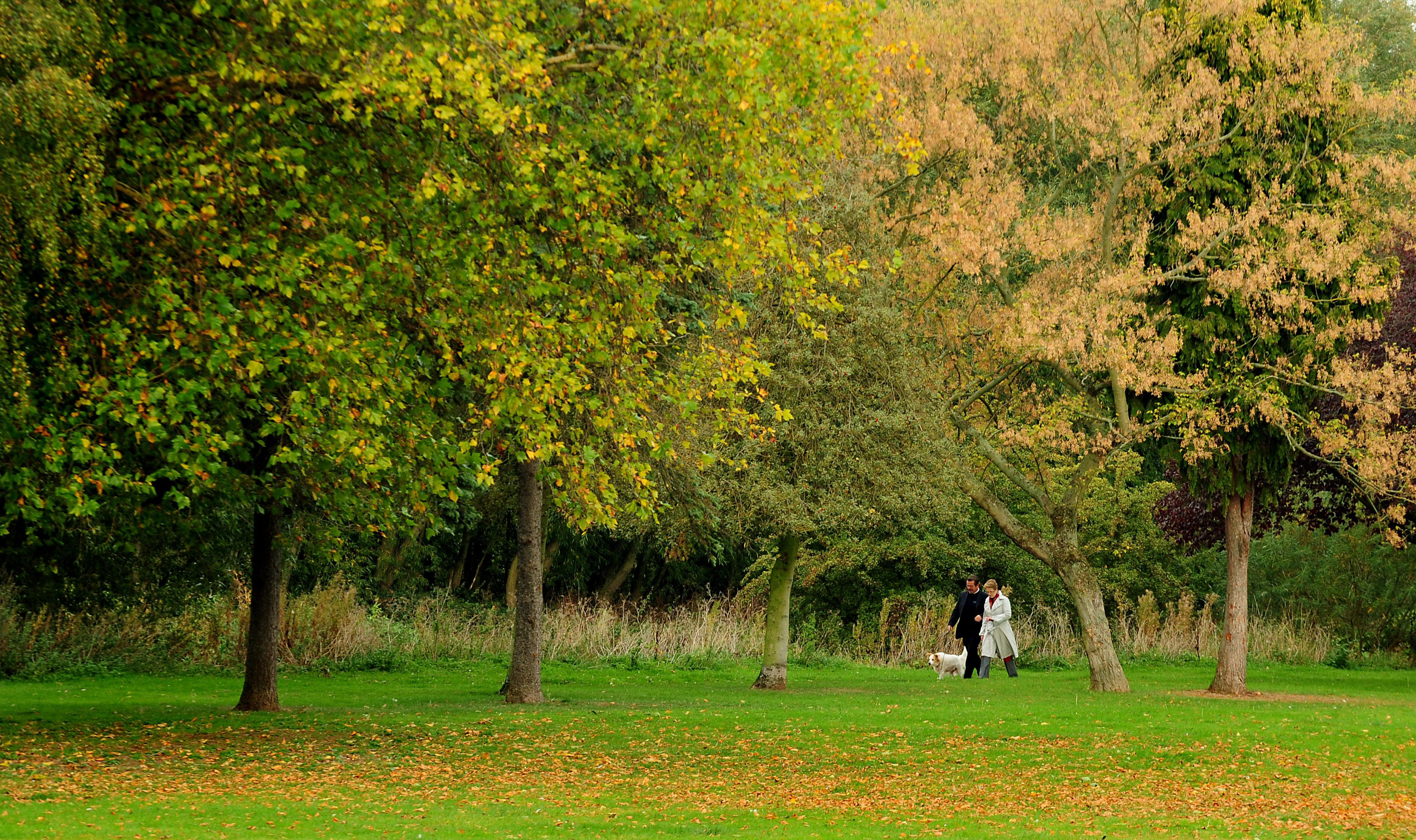 Access to green space in the Forest of Dean higher than South West average