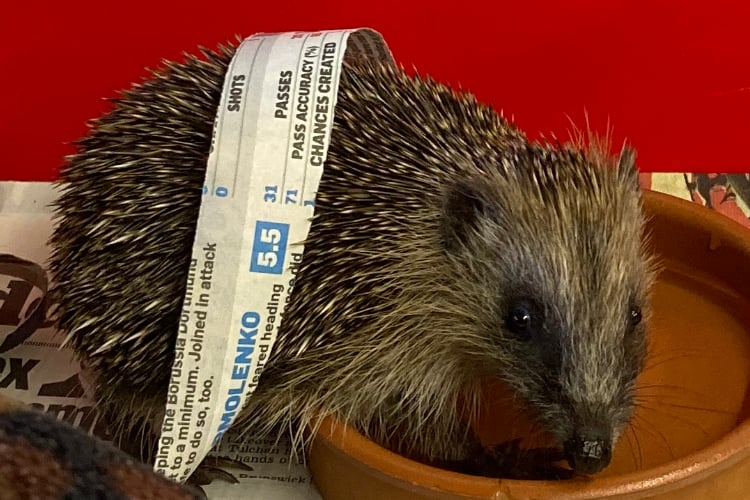 Zoe the hedgehog