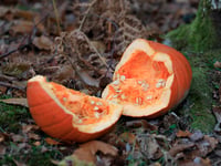 Pumpkins are no treat for Forest wildlife