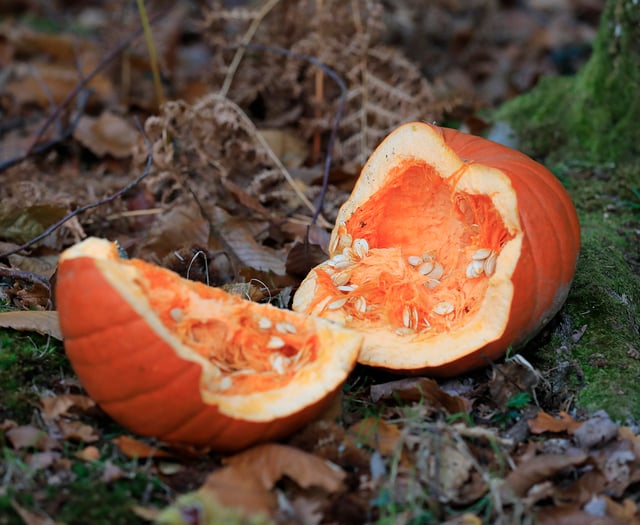 Pumpkins are no treat for Forest wildlife