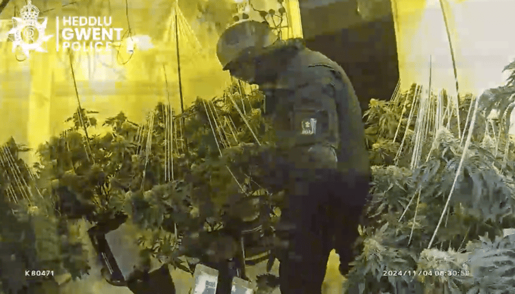 Police found cannabis being grown on five floors in commercial premises in Chepstow High Street