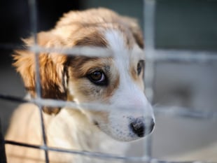 Hundreds of pets abandoned in Gloucestershire last winter