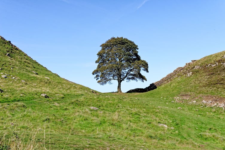 Hadrians wall at Sycamore Gap between Housesteads and Steel Rigg. Famous Sycamore tree is known as Robin Hood's Tree, Northumberland, England United Kingdom