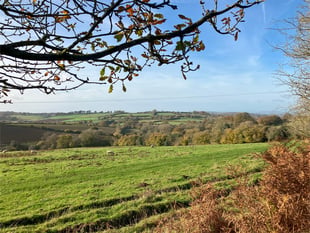 Planting begins for first new Forest extension in 200 years