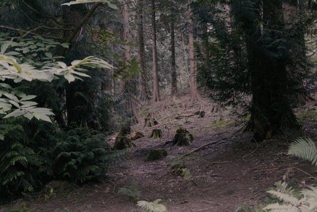 'Common Ground' to screen in Cinderford 