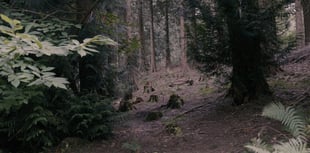 Forest film comes to Bristol gallery
