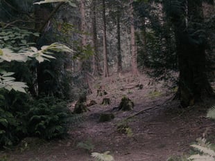 Forest film comes to Bristol gallery