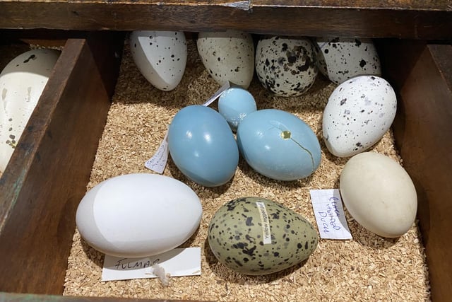 Birds' eggs seized in international police operation