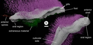 Punk and Emo fossils rock world of science