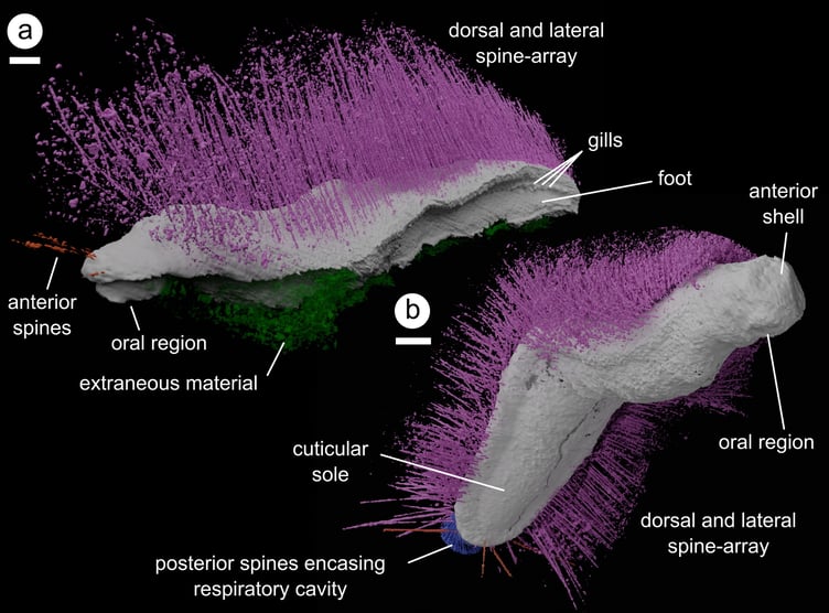 *ONLINE EMBARGO 16.00 GMT, 08/01/25*
Image showing a detailed 3D model of Punk (at the top) and Emo (at the bottom), reconstructed as digital virtual fossils. Both specimens from an undisclosed locality in Herefordshire, UK. Release date January 8 2025. A pair of 430 million-year-old mollusc fossils have been named "Punk" and "Emo" by scientists. Researchers say the newly discovered artefacts show that early lifeforms were "more complex and adaptable" than previously known. They explained that spiky Punk resembles worm-like molluscs with long spines, but it also has a broad foot and gills like chitons.  Emo, similarly worm-like with a long body and spines, also features shells and a compressed body similar to chitons. Molluscs are one of lifes most diverse animal groups and analysis of the newly discovered fossils is challenging long-held views on their early origins. The fossils, dating from the Silurian period, were retrieved in Herefordshire and shed light on the molluscs complex evolutionary history and how they moved.
