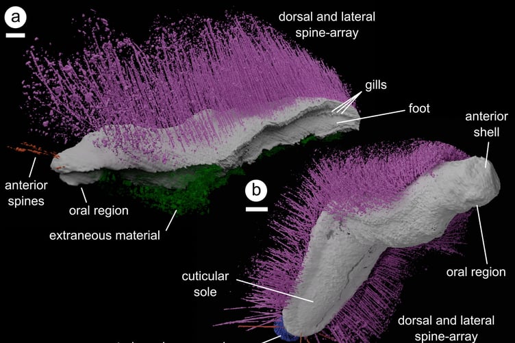 *ONLINE EMBARGO 16.00 GMT, 08/01/25*
Image showing a detailed 3D model of Punk (at the top) and Emo (at the bottom), reconstructed as digital virtual fossils. Both specimens from an undisclosed locality in Herefordshire, UK. Release date January 8 2025. A pair of 430 million-year-old mollusc fossils have been named "Punk" and "Emo" by scientists. Researchers say the newly discovered artefacts show that early lifeforms were "more complex and adaptable" than previously known. They explained that spiky Punk resembles worm-like molluscs with long spines, but it also has a broad foot and gills like chitons. Emo, similarly worm-like with a long body and spines, also features shells and a compressed body similar to chitons. Molluscs are one of lifes most diverse animal groups and analysis of the newly discovered fossils is challenging long-held views on their early origins. The fossils, dating from the Silurian period, were retrieved in Herefordshire and shed light on the molluscs complex evolutionary history and how they moved.