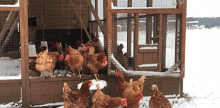Could you help look after over 200 rescue animals this winter?