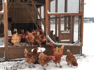 Could you help look after over 200 rescue animals this winter?