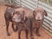 Council appeals for information after two dogs found