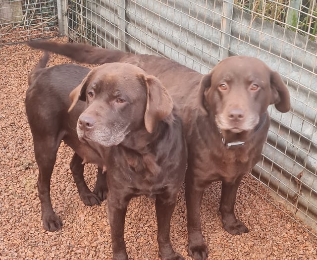 Council appeals for information after two dogs found