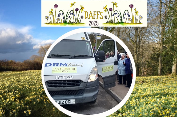 Daffodil line montage