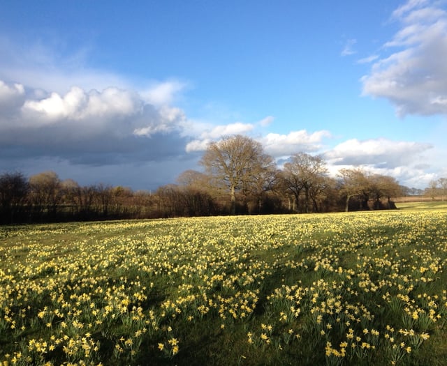 Enjoy the daffodil triangle without your car thanks to free buses
