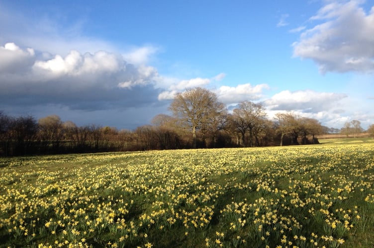 Daffs