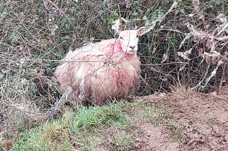 One of the injured sheep at Blakeney