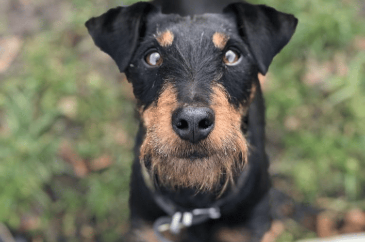 Cotswolds Dogs & Cats Home