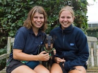 Puppy love: Yoko re-homed on Valentine’s Day after nearly 4 years