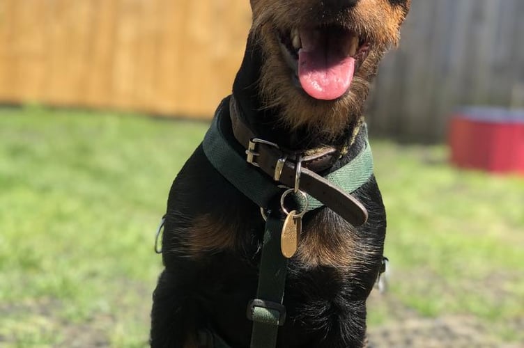 Cotswolds Dogs & Cats Home
