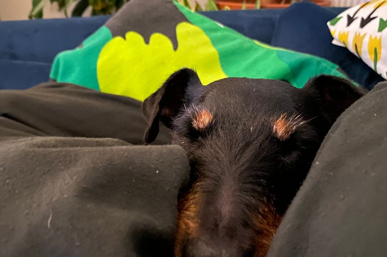 Cotswolds Dogs & Cats Home