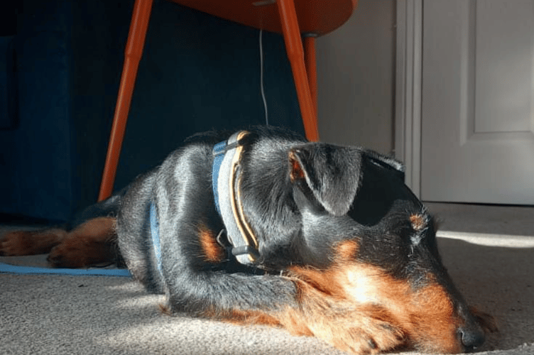 Cotswolds Dogs & Cats Home