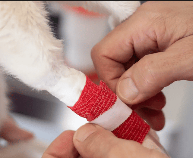 Hartpury University launches small animal first aid course