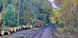 Dymock Tree felling by Forestry England