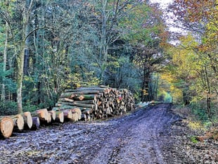 Dymock Tree felling by Forestry England