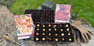 The vegetables you should be planting in your garden right now