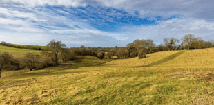 PLANS FOR NEW
WOOD ON SHOW