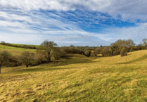 PLANS FOR NEW
WOOD ON SHOW