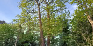 Decaying sycamore tree to be felled from Chase Hotel