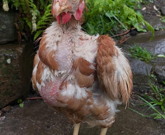 A new home for Bluebell thanks to hen-rehoming volunteers