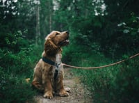 Keep microchip details updated says police