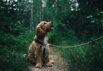 Forest police urge residents to keep pet microchip information updated