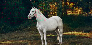 Hartpury to welcome equestrian reality show