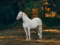 Hartpury to welcome equestrian reality show