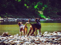 Beat the heat in the Forest of Dean: Top tips for you and your dog