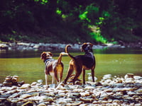 Beat the heat in the Forest of Dean: Top tips for you and your dog