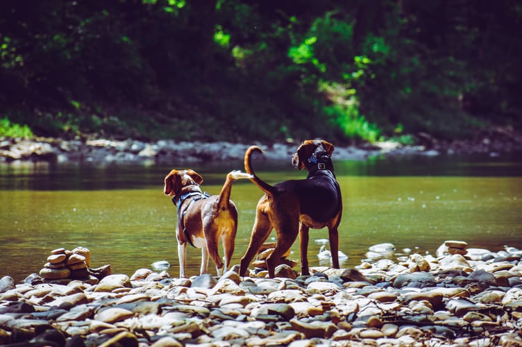 Dogs by river