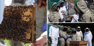 Monmouth School students learn beekeeping