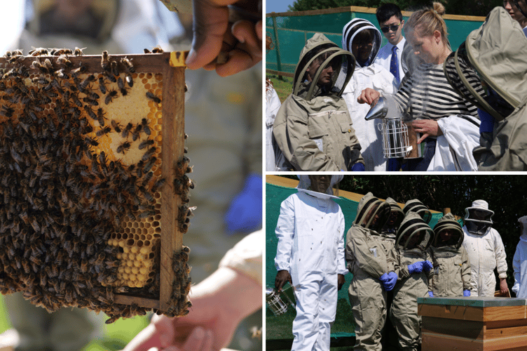 Haberdashers Monmouth school had their first bee colony 