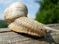 Snail restaurant supplier looks for 'slow ahead' on holiday let bid