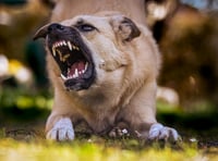 Gloucestershire dog attacks surge 74%