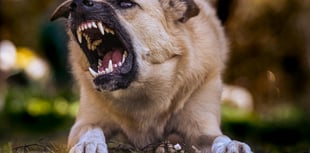 Gloucestershire dog attacks surge 74%
