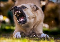 Dog attacks in Gloucestershire increase by 74% over last 3 years